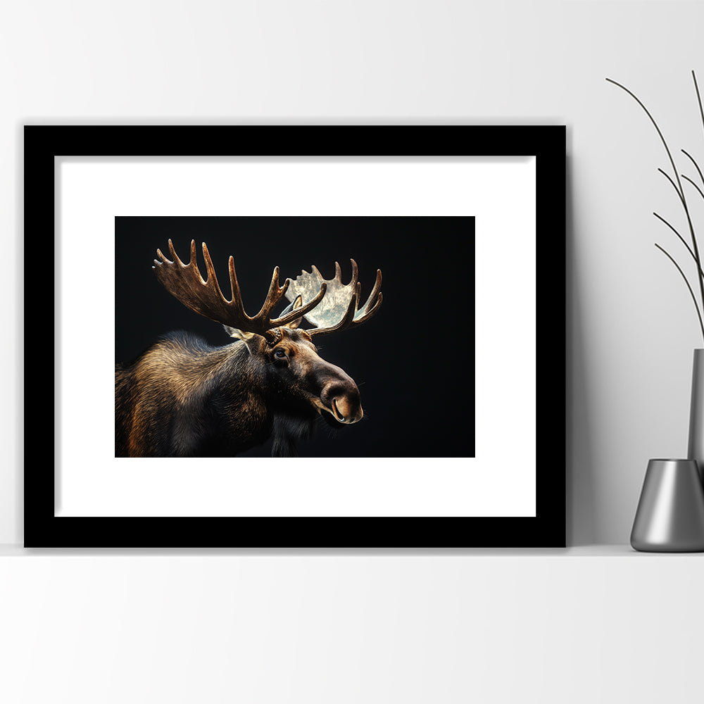 Moose Portrait With Black Background, Hunting Art Decor V2, Framed Art Print White Border Wall Decor