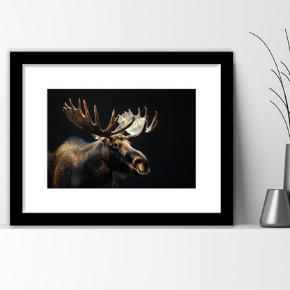 Moose Portrait With Black Background, Hunting Art Decor V2, Framed Art Print White Border Wall Decor