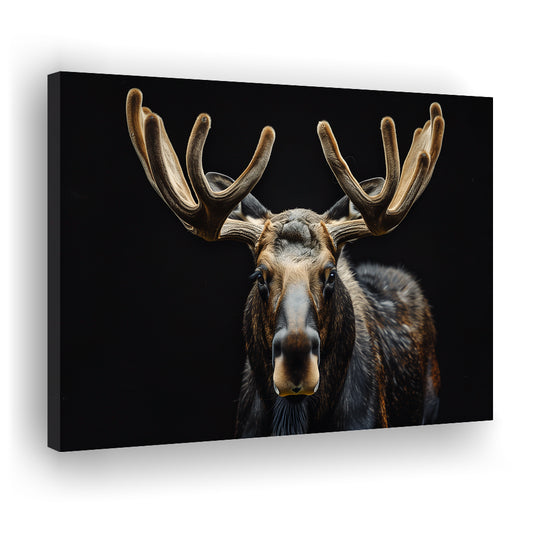 Moose Portrait With Black Background, Hunting Art Decor V3, Canvas Print Wall Art Home Decor