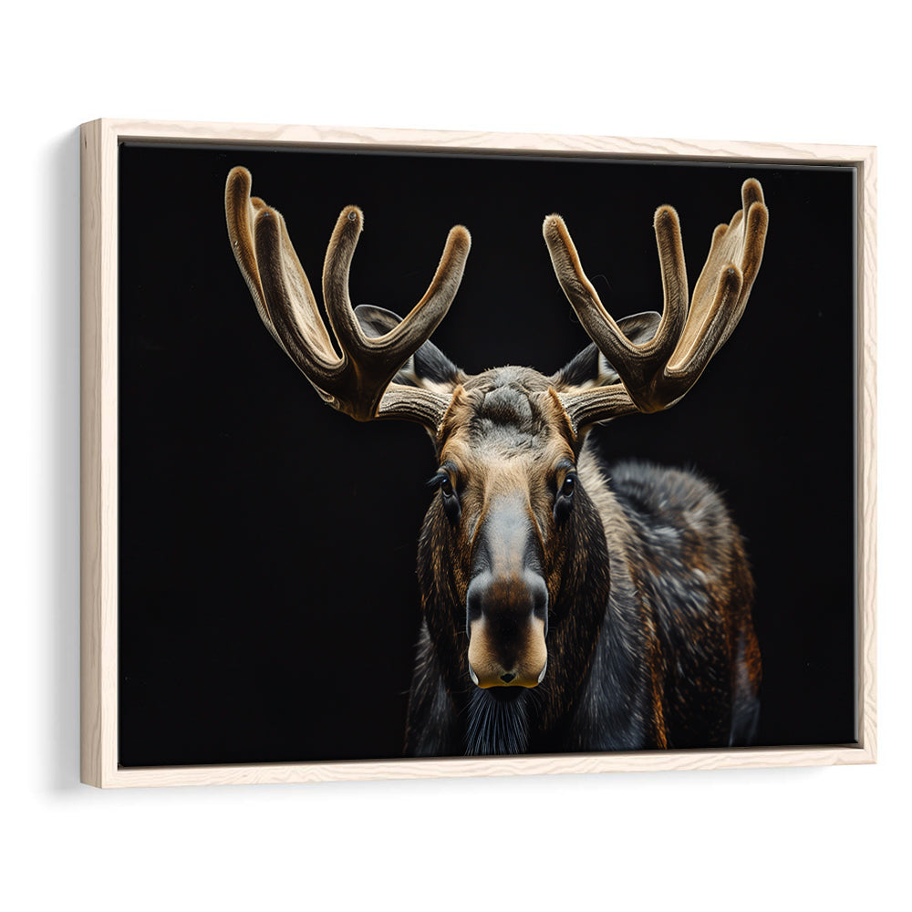 Moose Portrait With Black Background, Hunting Art Decor V3, Floating Framed Canvas Print Wall Art
