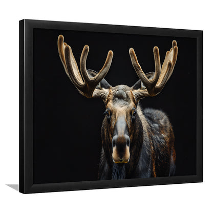 Moose Portrait With Black Background, Hunting Art Decor V3, Framed Art Print Wall Decor, Framed Picture