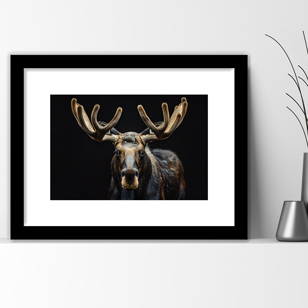 Moose Portrait With Black Background, Hunting Art Decor V3, Framed Art Print White Border Wall Decor