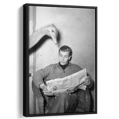Ostrich Reading a Newspaper Funny Vintage Animal Photo Black and White Art, Floating Framed Canvas Print