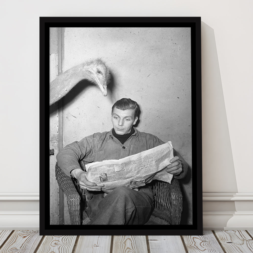 Ostrich Reading a Newspaper Funny Vintage Animal Photo Black and White Art, Floating Framed Canvas Print