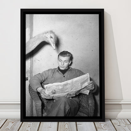 Ostrich Reading a Newspaper Funny Vintage Animal Photo Black and White Art, Floating Framed Canvas Print