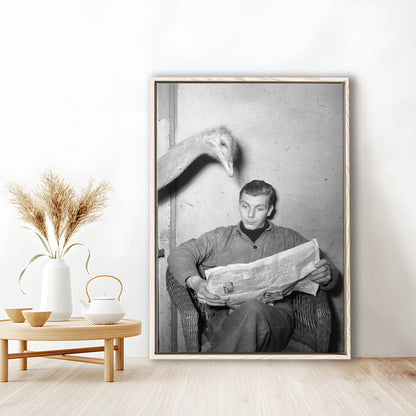 Ostrich Reading a Newspaper Funny Vintage Animal Photo Black and White Art, Floating Framed Canvas Print