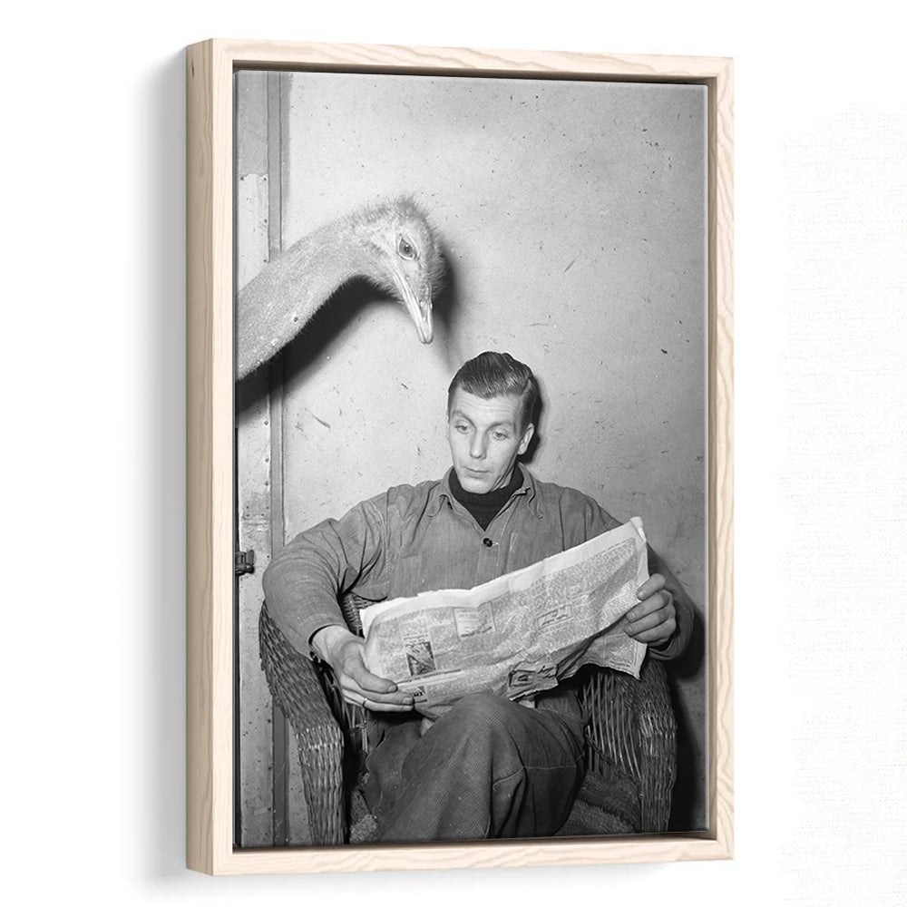 Ostrich Reading a Newspaper Funny Vintage Animal Photo Black and White Art, Floating Framed Canvas Print