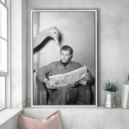 Ostrich Reading a Newspaper Funny Vintage Animal Photo Black and White Art, Floating Framed Canvas Print
