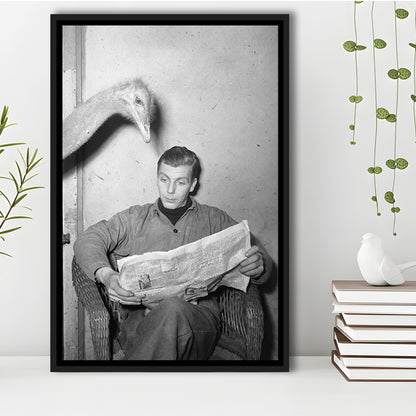 Ostrich Reading a Newspaper Funny Vintage Animal Photo Black and White Art, Floating Framed Canvas Print
