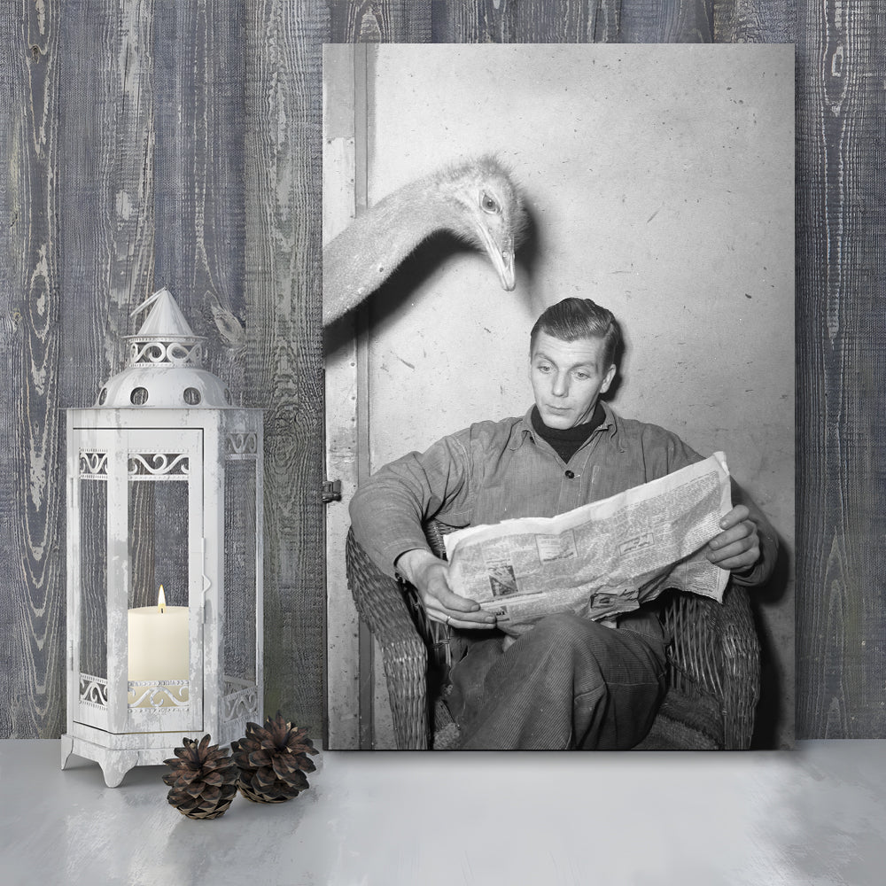 Ostrich Reading a Newspaper, Vintage Animal Photo Black and White Art, Canvas Print Wall Art