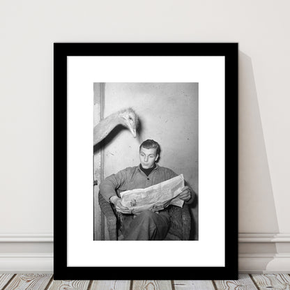 Ostrich Reading a Newspaper Funny Vintage Animal Photo Black and White Art, Framed Art Print White Border Wall Decor