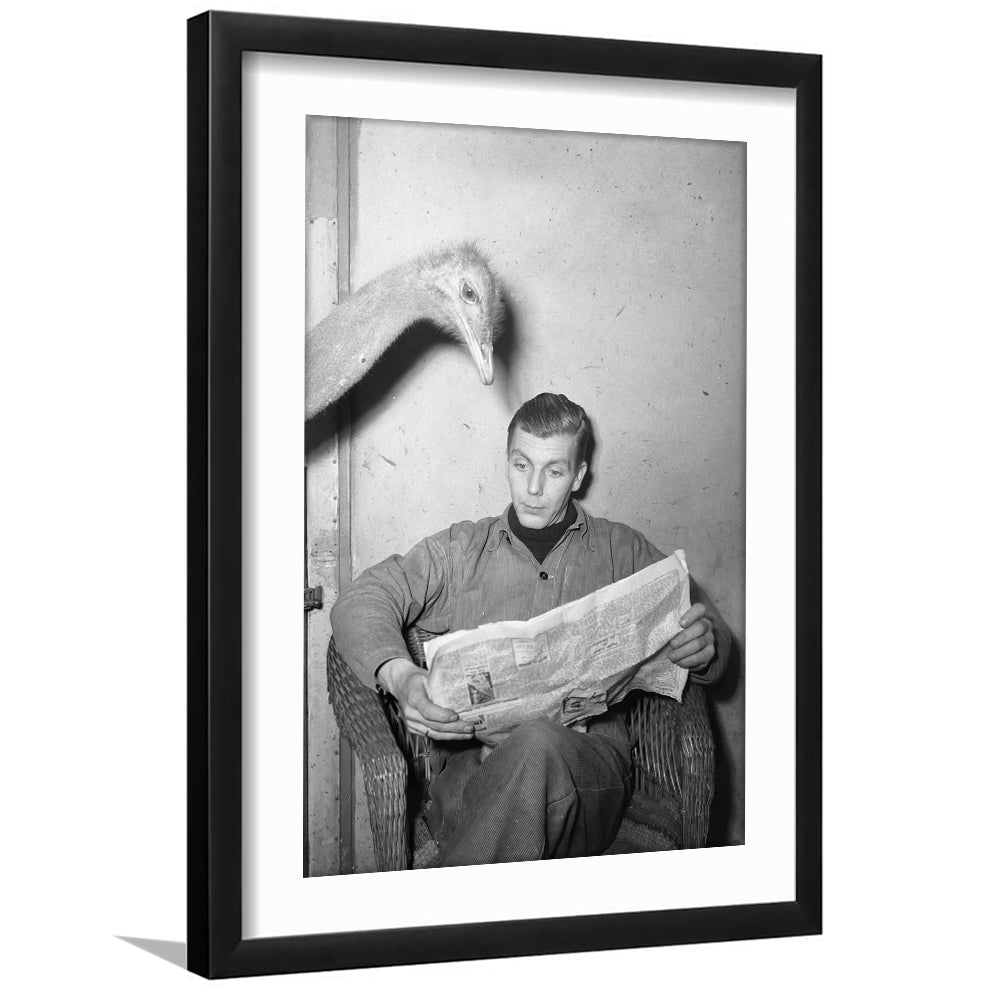 Ostrich Reading a Newspaper Funny Vintage Animal Photo Black and White Art, Framed Art Print White Border Wall Decor