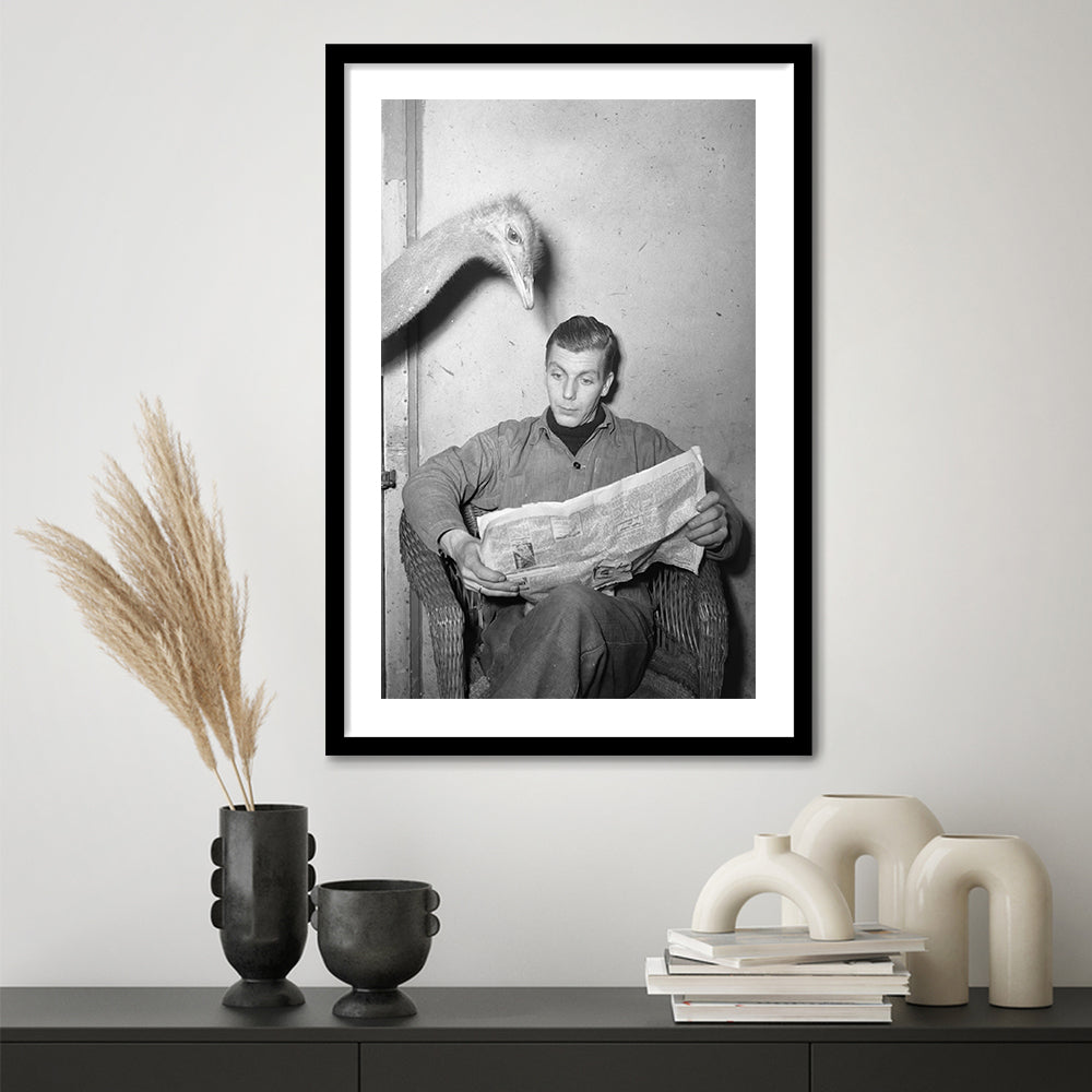 Ostrich Reading a Newspaper Funny Vintage Animal Photo Black and White Art, Framed Art Print White Border Wall Decor