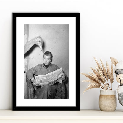 Ostrich Reading a Newspaper Funny Vintage Animal Photo Black and White Art, Framed Art Print White Border Wall Decor