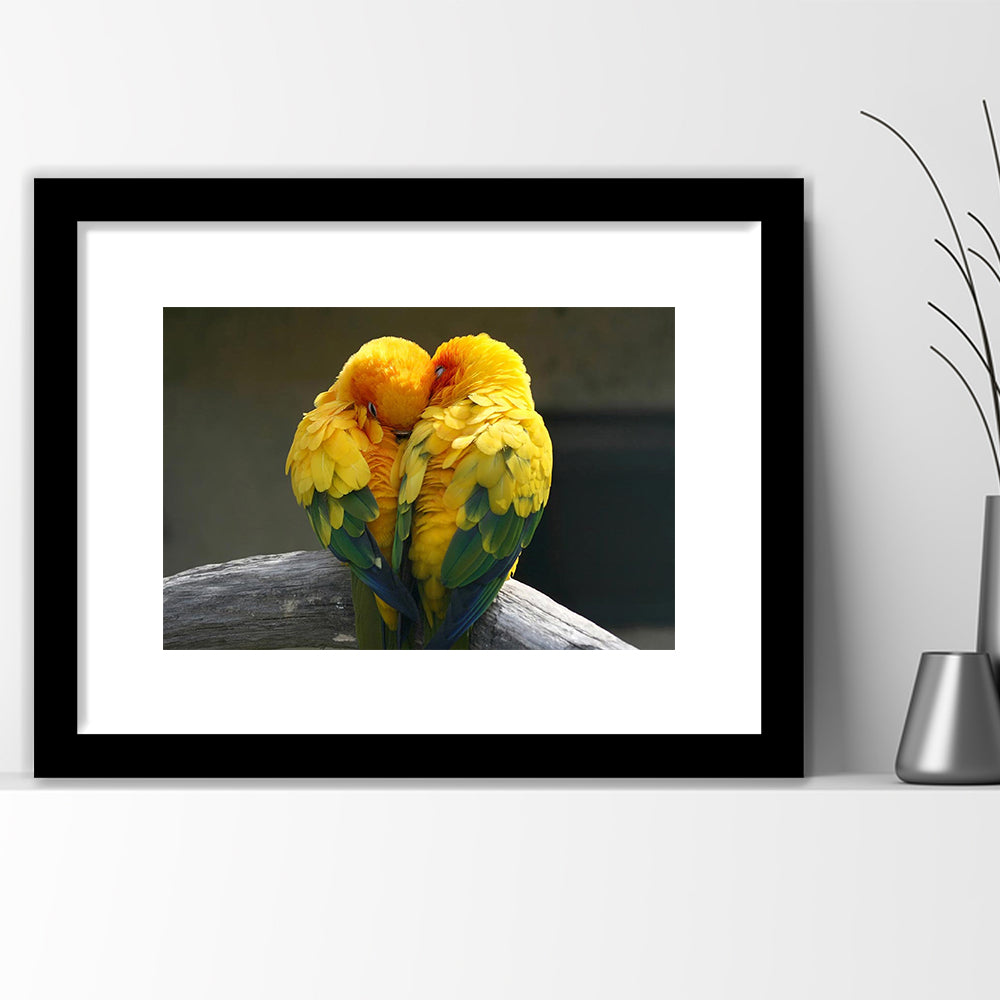 Pair Lovebirds Art Lovebirds Parrot Wall Decor Wall Art, Framed Art Print White Border