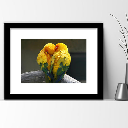 Pair Lovebirds Art Lovebirds Parrot Wall Decor Wall Art, Framed Art Print White Border