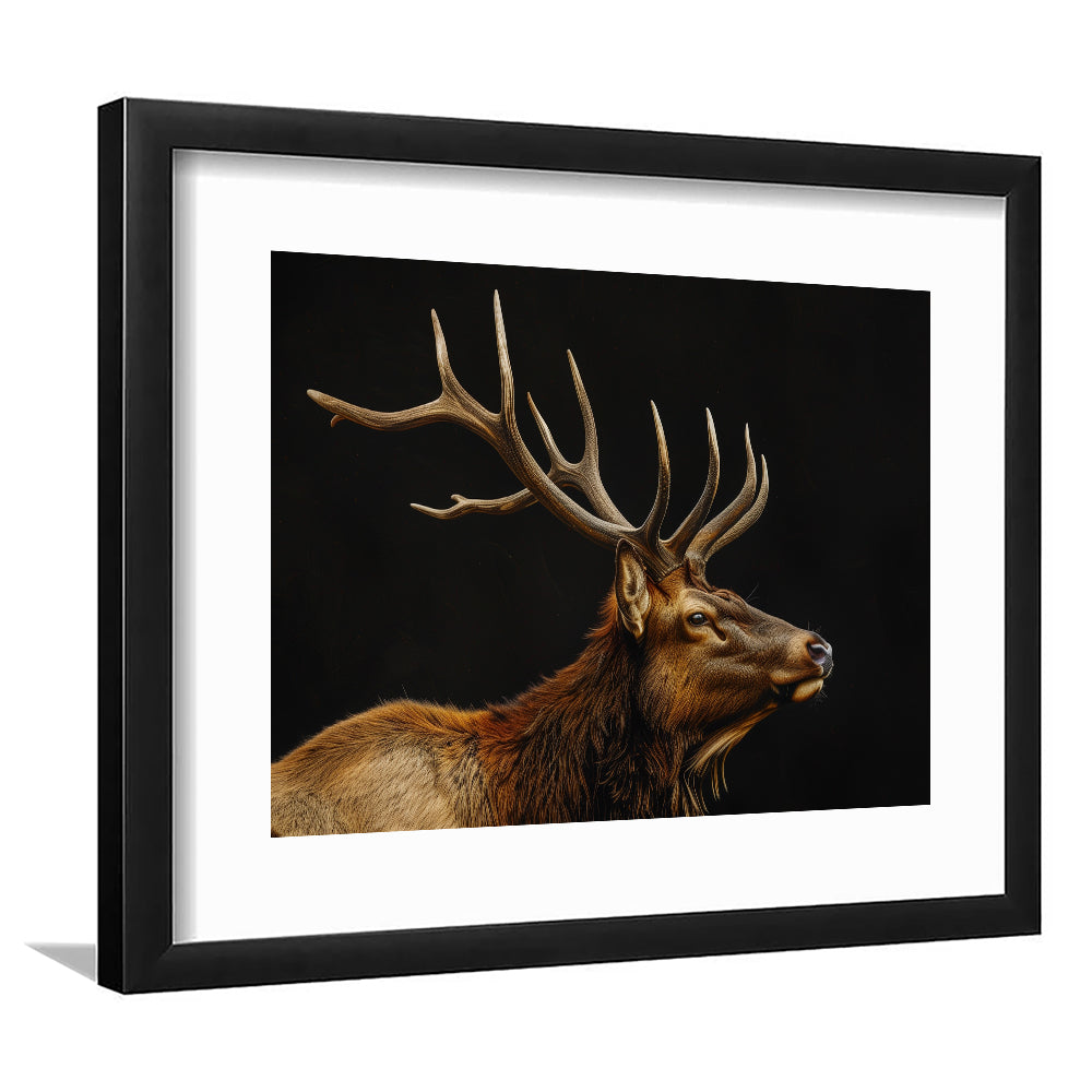 Portrait Elk With Antlers Black Background, Hunting Art Decor V1, Framed Art Print White Border Wall Decor