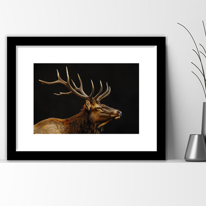 Portrait Elk With Antlers Black Background, Hunting Art Decor V1, Framed Art Print White Border Wall Decor