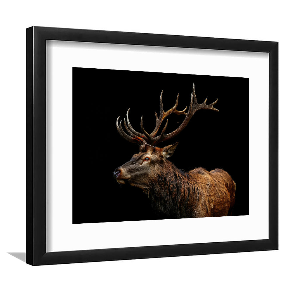 Portrait Elk With Antlers Black Background, Hunting Art Decor V3, Framed Art Print White Border Wall Decor