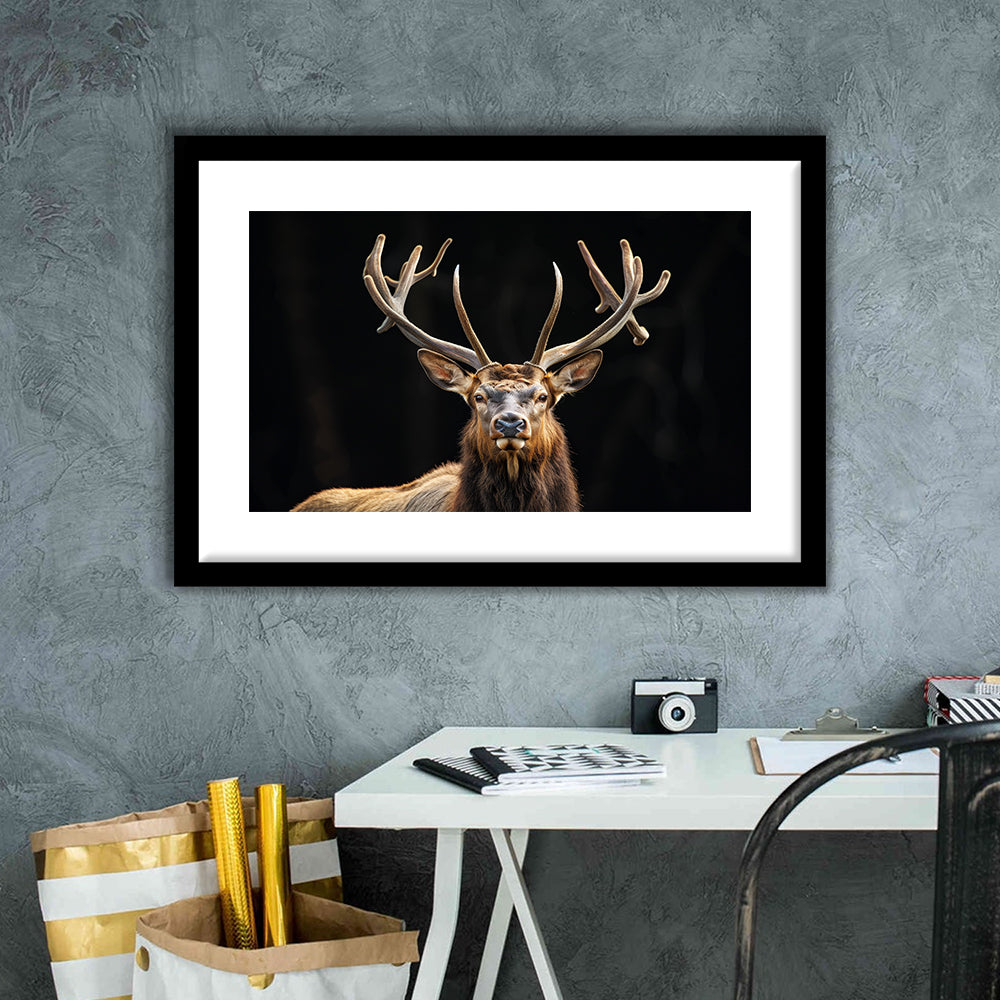 Portrait Elk With Antlers Black Background, Hunting Art Decor V4, Framed Art Print White Border Wall Decor