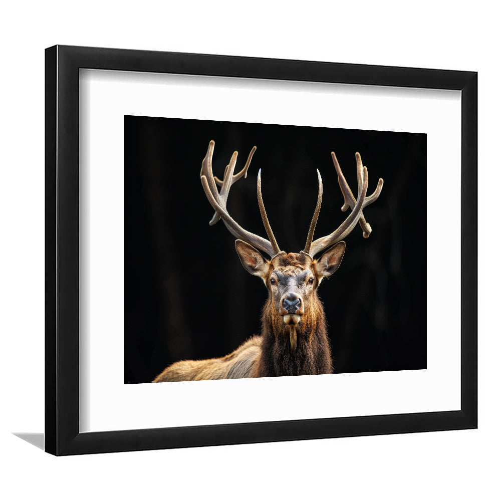 Portrait Elk With Antlers Black Background, Hunting Art Decor V4, Framed Art Print White Border Wall Decor