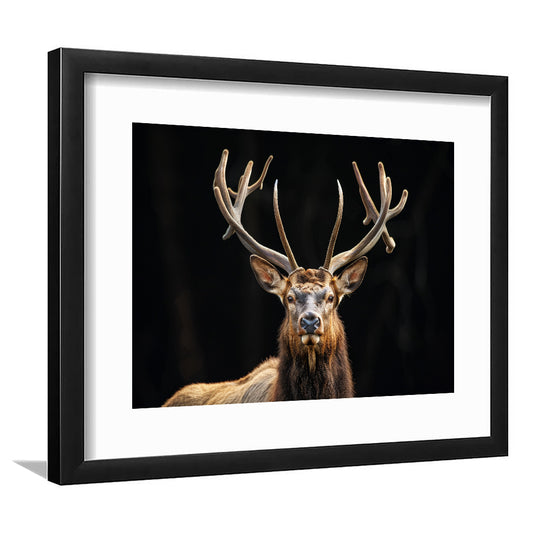 Portrait Elk With Antlers Black Background, Hunting Art Decor V4, Framed Art Print White Border Wall Decor