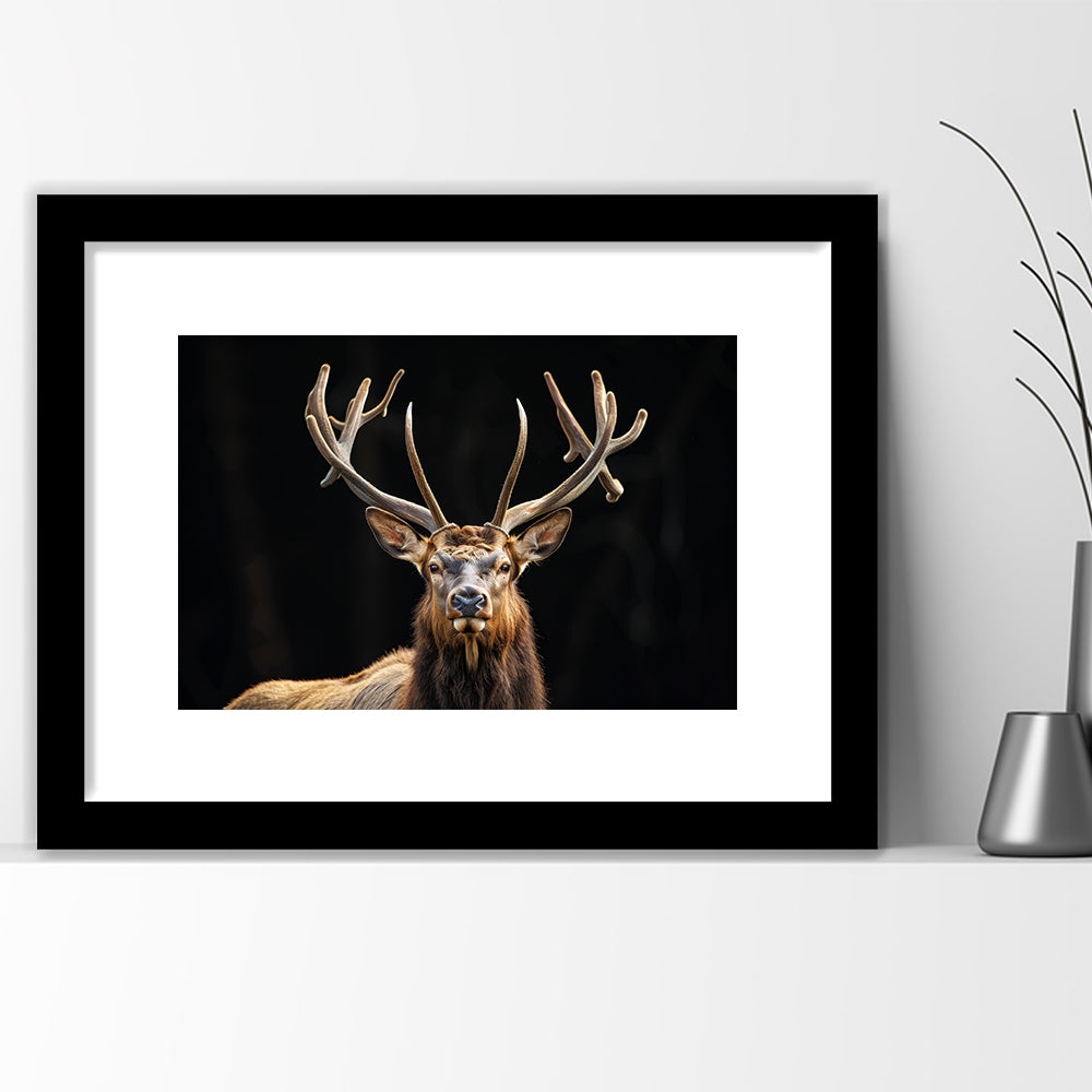 Portrait Elk With Antlers Black Background, Hunting Art Decor V4, Framed Art Print White Border Wall Decor