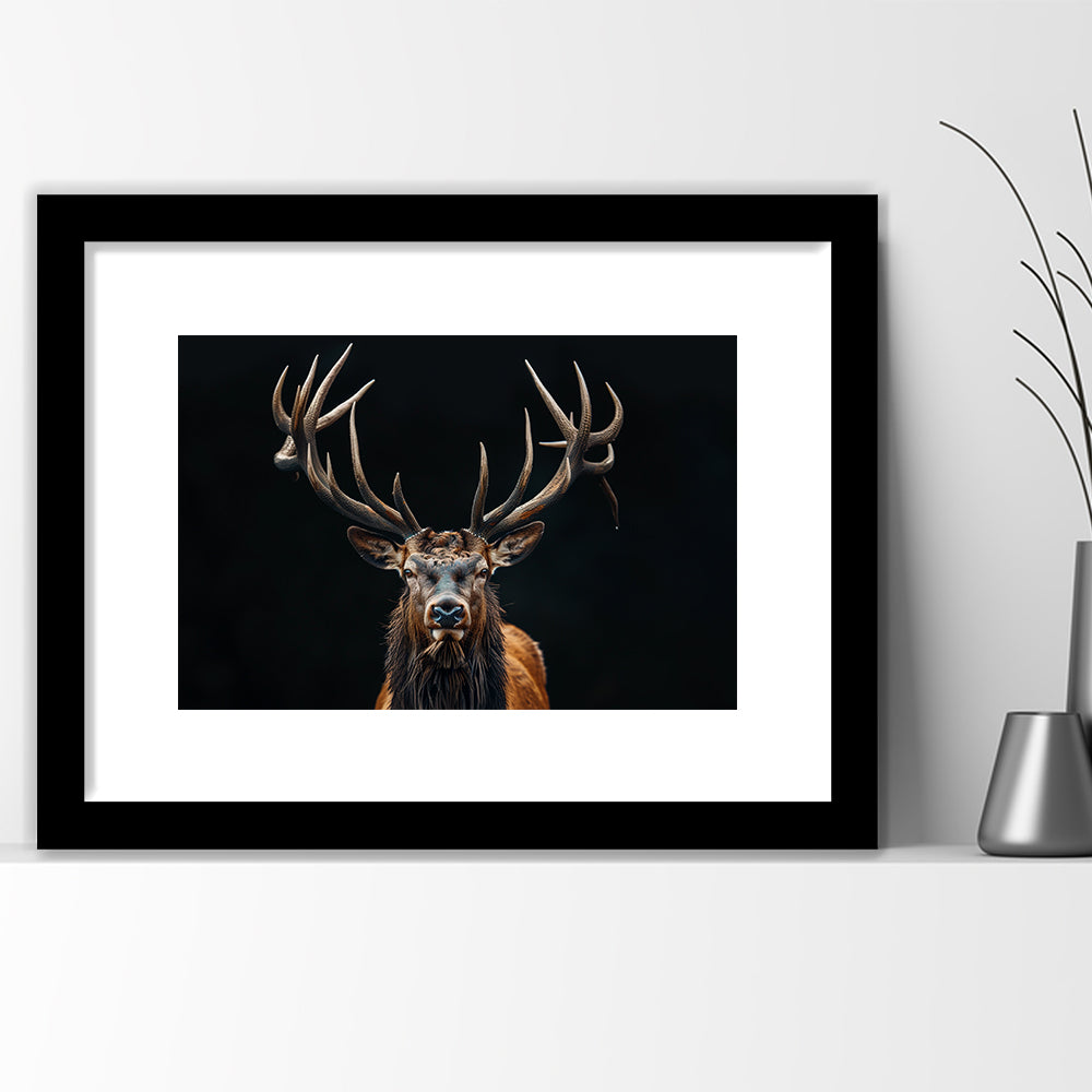 Portrait Elk With Antlers Black Background, Hunting Art Decor V5, Framed Art Print White Border Wall Decor