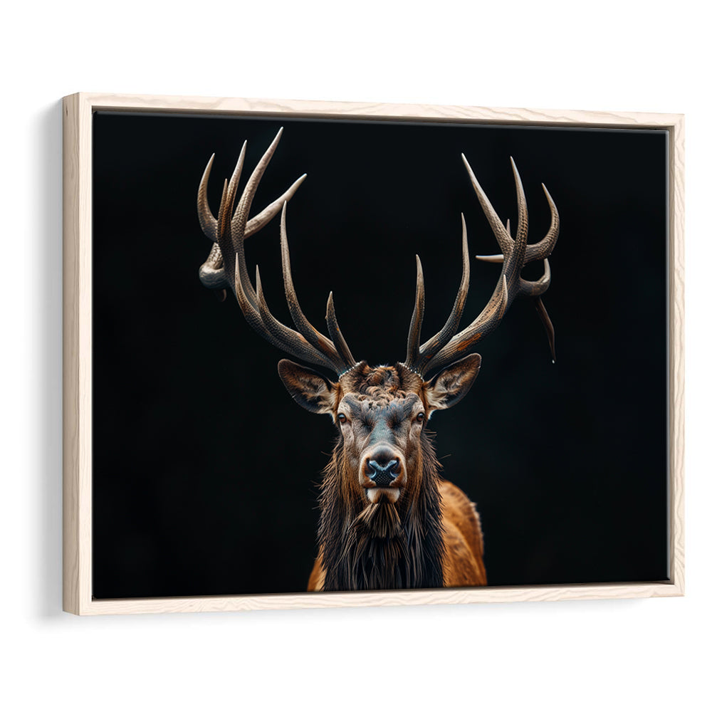 Portrait Elk With Antlers Black Background, Hunting Art Decor V5, Floating Framed Canvas Print Wall Art