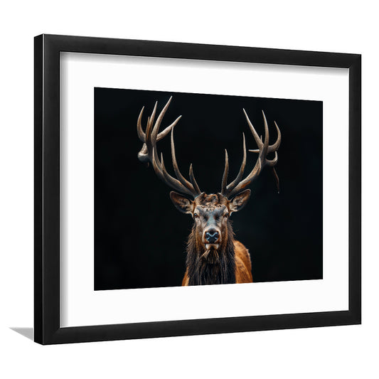 Portrait Elk With Antlers Black Background, Hunting Art Decor V5, Framed Art Print White Border Wall Decor