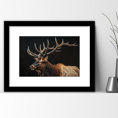 Portrait Elk With Antlers Black Background, Hunting Art Decor, Framed Art Print White Border Wall Decor