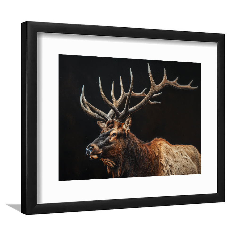 Portrait Elk With Antlers Black Background, Hunting Art Decor, Framed Art Print White Border Wall Decor