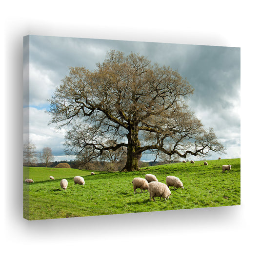 Sheep grazing under an old English oak tree, Cavas Print Wall Art Hom Decor