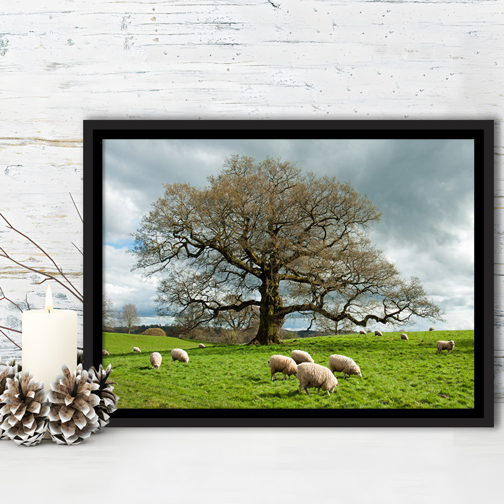 Sheep Grazing Under An Old English Oak Tree, Framed Cavas Print, Floating Frame