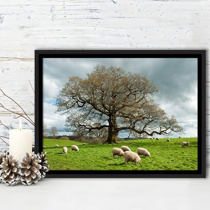 Sheep Grazing Under An Old English Oak Tree, Framed Cavas Print, Floating Frame