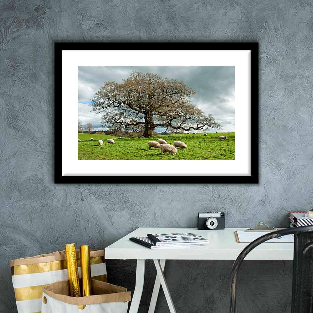 Sheep Grazing Under An Old English Oak Tree, Framed Art Print White Border