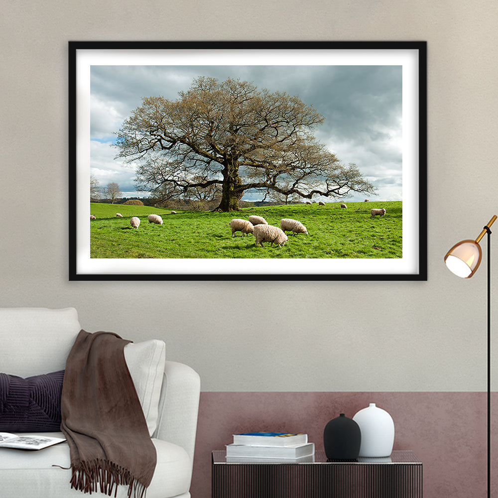 Sheep Grazing Under An Old English Oak Tree, Framed Art Print White Border