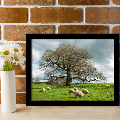 Sheep Grazing Under An Old English Oak Tree, Framed Art Print, Picture Framed