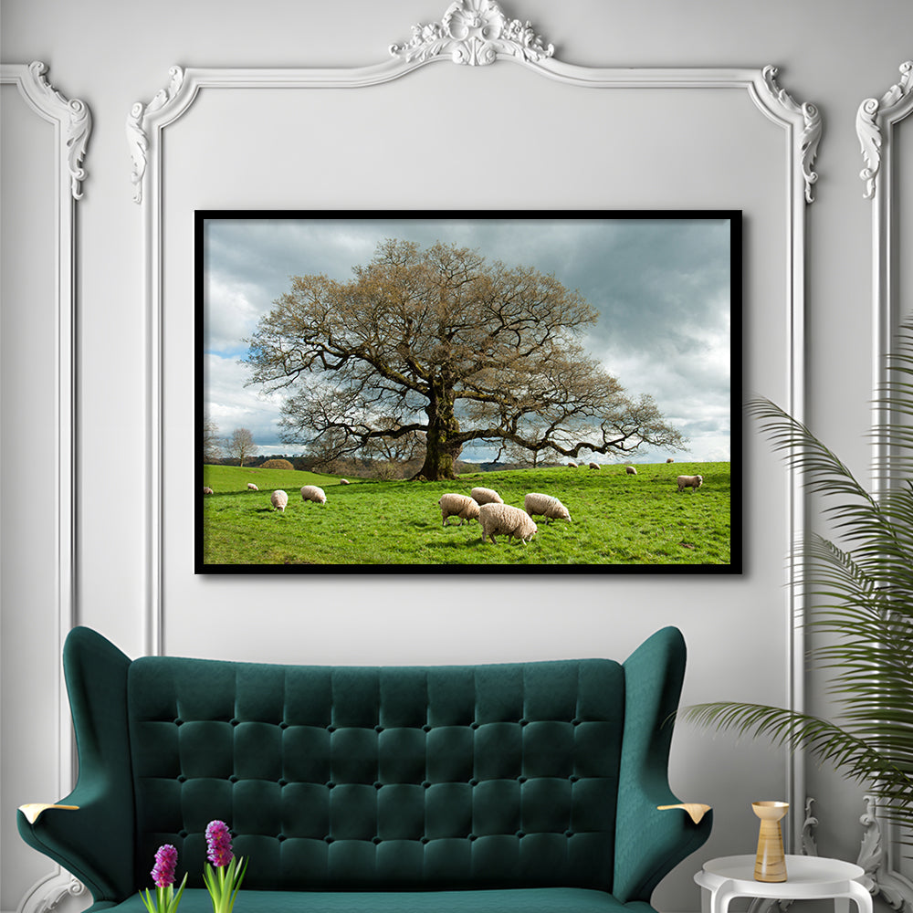 Sheep Grazing Under An Old English Oak Tree, Framed Art Print, Picture Framed