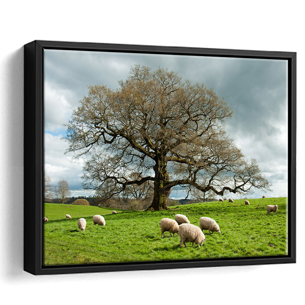 Sheep Grazing Under An Old English Oak Tree, Framed Cavas Print, Floating Frame