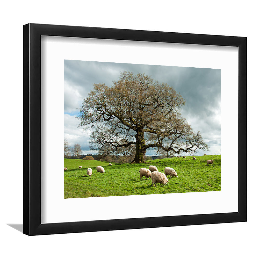 Sheep Grazing Under An Old English Oak Tree, Framed Art Print White Border