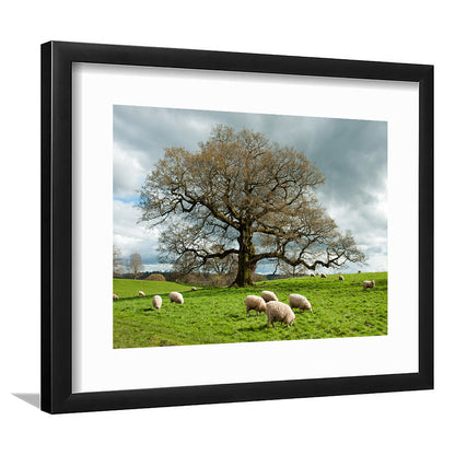 Sheep Grazing Under An Old English Oak Tree, Framed Art Print White Border