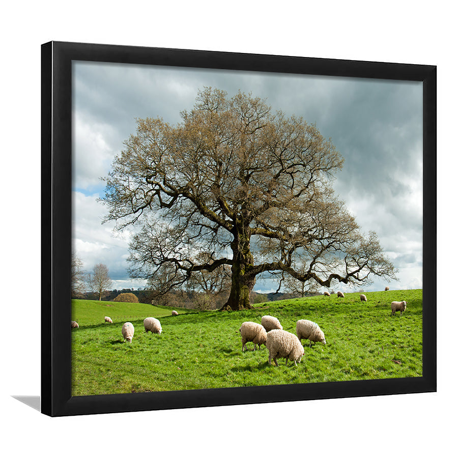 Sheep Grazing Under An Old English Oak Tree, Framed Art Print, Picture Framed