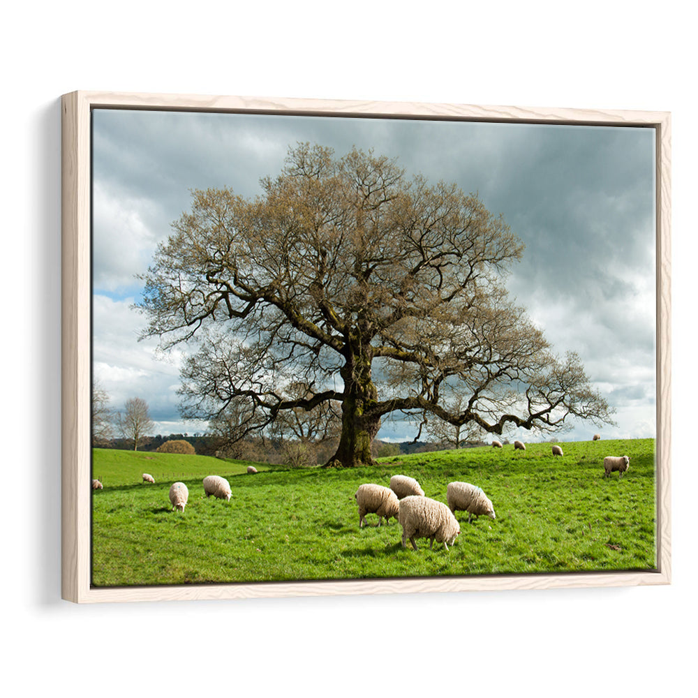 Sheep Grazing Under An Old English Oak Tree, Framed Cavas Print, Floating Frame