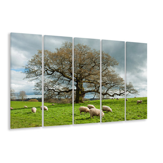 Sheep grazing under an old English oak tree, 5 Piece B Extra Large Cavas Print Wall Art Decor