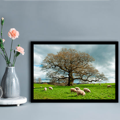 Sheep Grazing Under An Old English Oak Tree, Framed Art Print, Picture Framed
