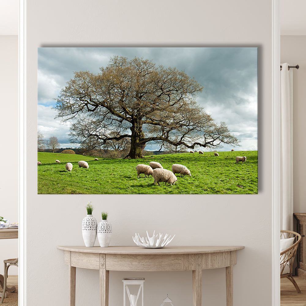 Sheep grazing under an old English oak tree, Cavas Print Wall Art Hom Decor
