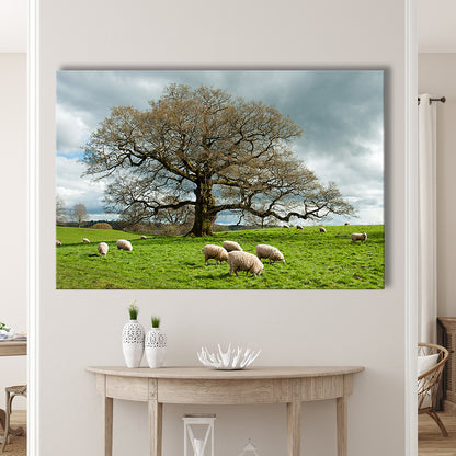 Sheep grazing under an old English oak tree, Cavas Print Wall Art Hom Decor