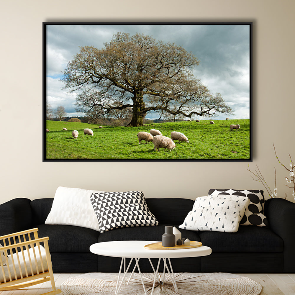 Sheep Grazing Under An Old English Oak Tree, Framed Cavas Print, Floating Frame