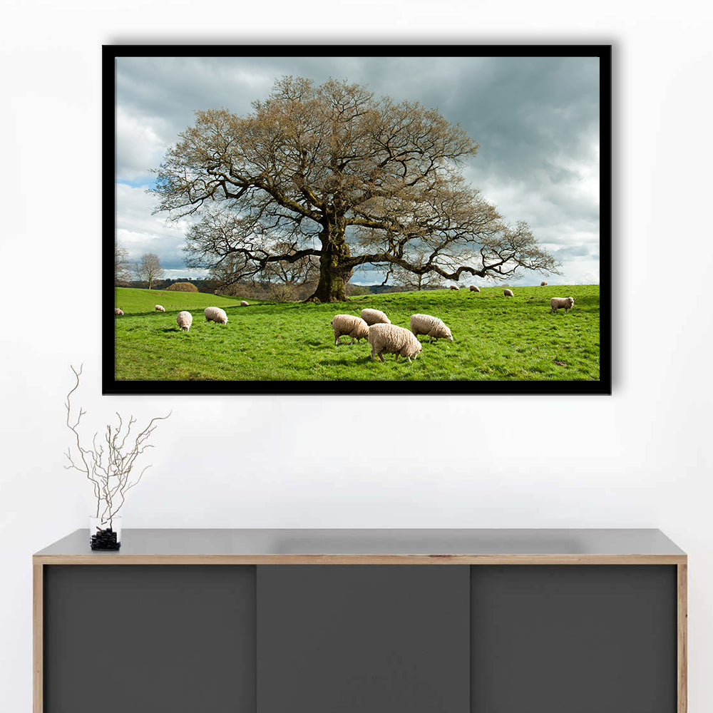 Sheep Grazing Under An Old English Oak Tree, Framed Art Print, Picture Framed